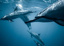 奇异果体育入口-新人压阵天津女排横扫河南 朱婷休战三人得分上双